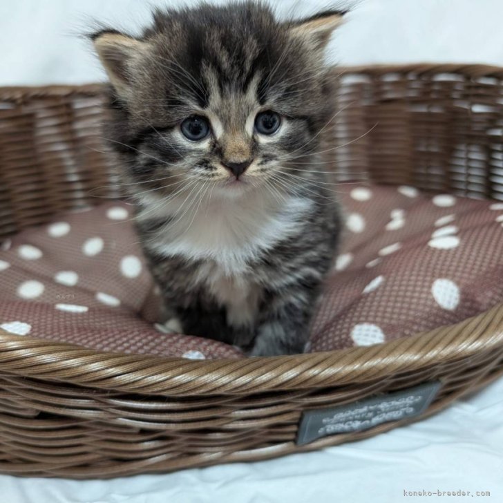 ブリーダー画像