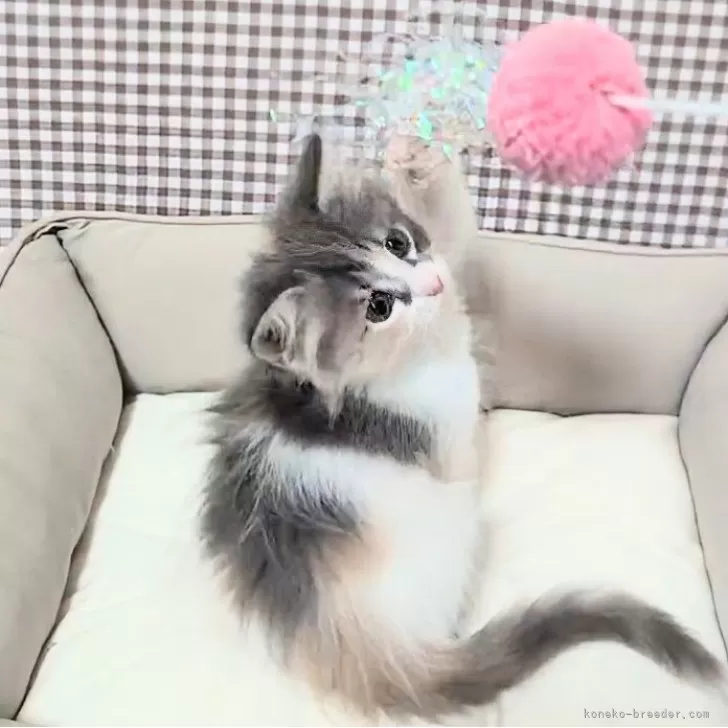 ID：2507-01856の子猫