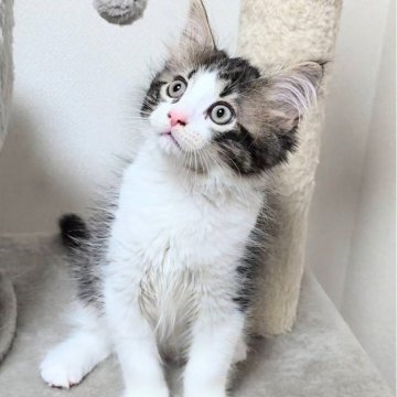 サイベリアン【兵庫県・男の子・2025年6月22日・ブラウンタビー&ホワイト】の写真「☆☆夏本番SALE☆☆」