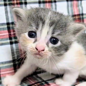 サイベリアン【兵庫県・女の子・2025年6月22日・ダイリュートキャリコ】の写真「母親譲りのダイリュートキャリコ姫」