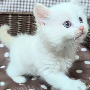 サイベリアン【兵庫県・女の子・2025年3月11日・クリーム&ホワイト】の写真「人気のクリーム&ホワイト☆真っ白にクリームがキレイ」