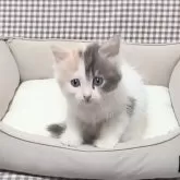 サイベリアン