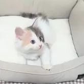 サイベリアン