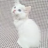 サイベリアン