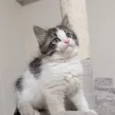 サイベリアン【兵庫県・男の子・2024年12月27日・ホワイト&ブルー】の写真1