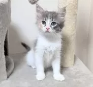 サイベリアン【兵庫県・女の子・2025年6月22日・ダイリュートキャリコ】の写真3