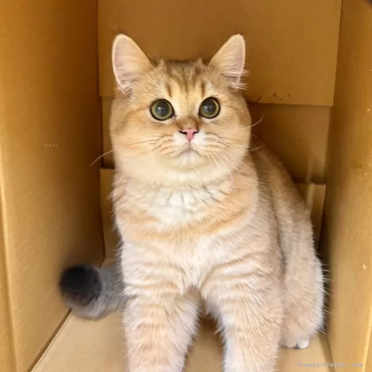 ID：2411-00860の子猫