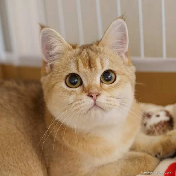 ID：2411-02062の子猫
