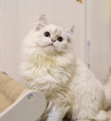 ブリティッシュロングヘア【・男の子・2023年7月6日・ゴールデンポイント】