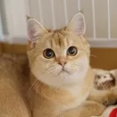 ブリティッシュショートヘア【大阪府・女の子・2024年5月5日・チョコレートゴールデン】の写真1