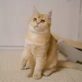 ブリティッシュショートヘア【大阪府・女の子・2024年5月5日・チョコレートゴールデン】の写真2