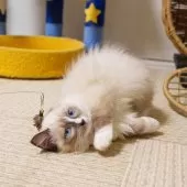 ラグドール【大阪府・女の子・2025年6月20日・シールポイントバイカラー】の写真10