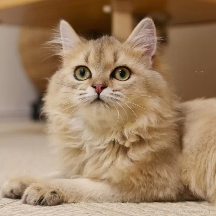 ブリティッシュショートヘア【大阪府・女の子・2025年5月8日・ゴールデンシェーデッド(ロング)】の写真1