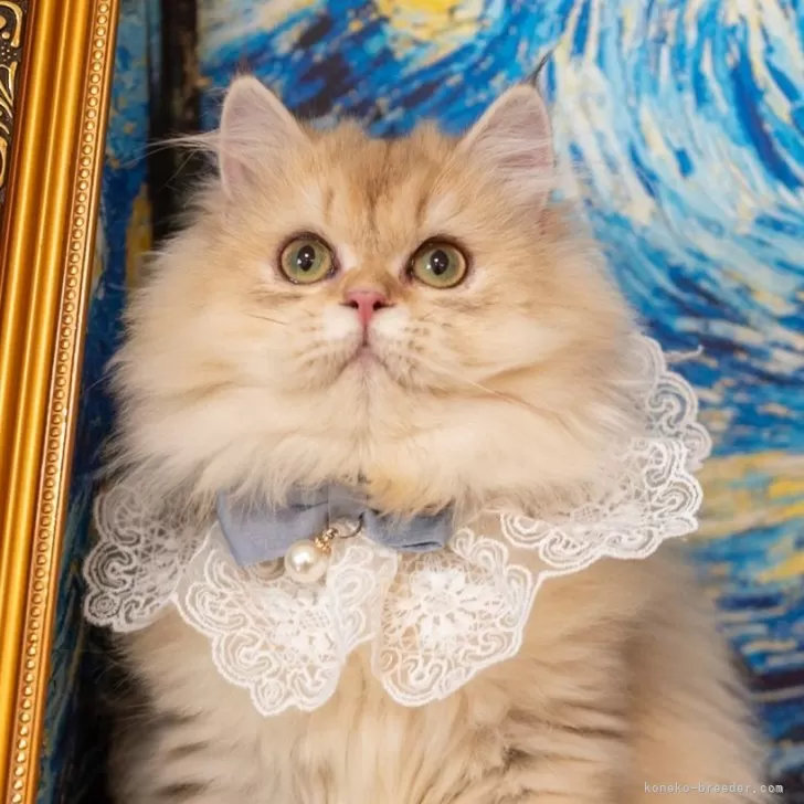 ブリティッシュショートヘア【大阪府・女の子・2025年5月8日・チンチラゴールデン(ロング)】の写真1