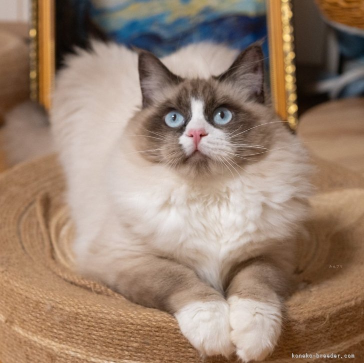 ブリーダー画像