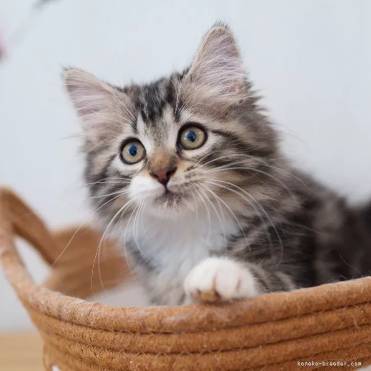 ID：2505-00196の子猫