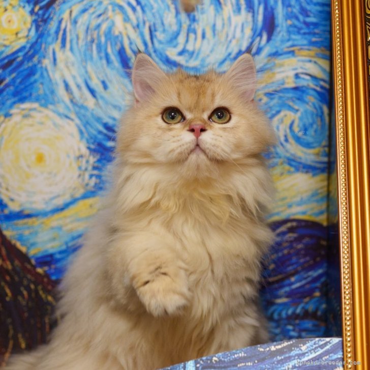 ブリティッシュショートヘア【大阪府・女の子・2025年5月8日