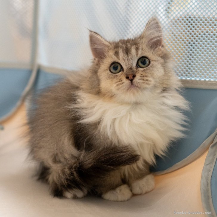 ブリーダー画像