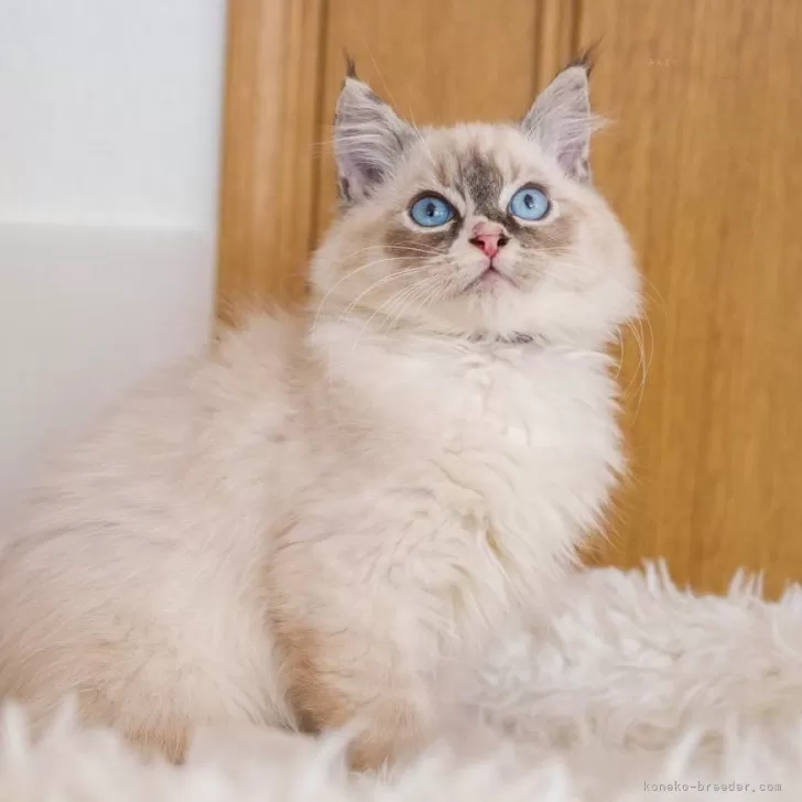 ラグドール【大阪府・男の子・2024年10月1日・シールリンクスポイント】の写真1