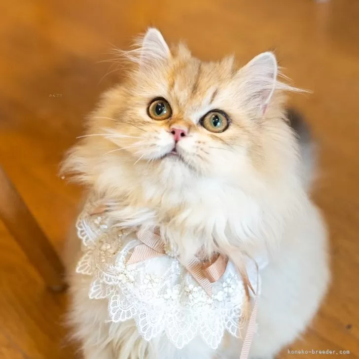 ブリティッシュショートヘア【大阪府・女の子・2025年5月8日・ゴールデンシェーデッド】の写真1「めっちゃ可愛い顔!!」