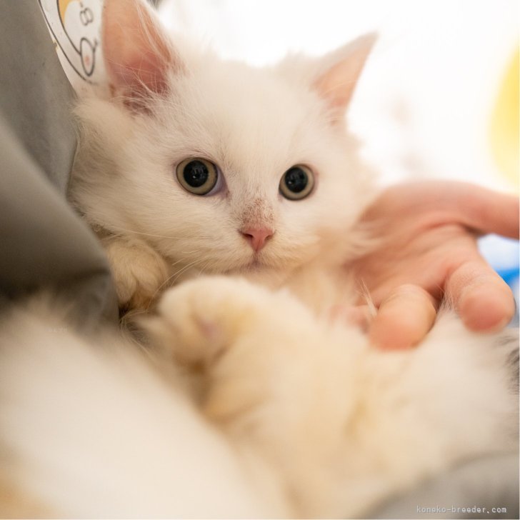 ブリーダー画像