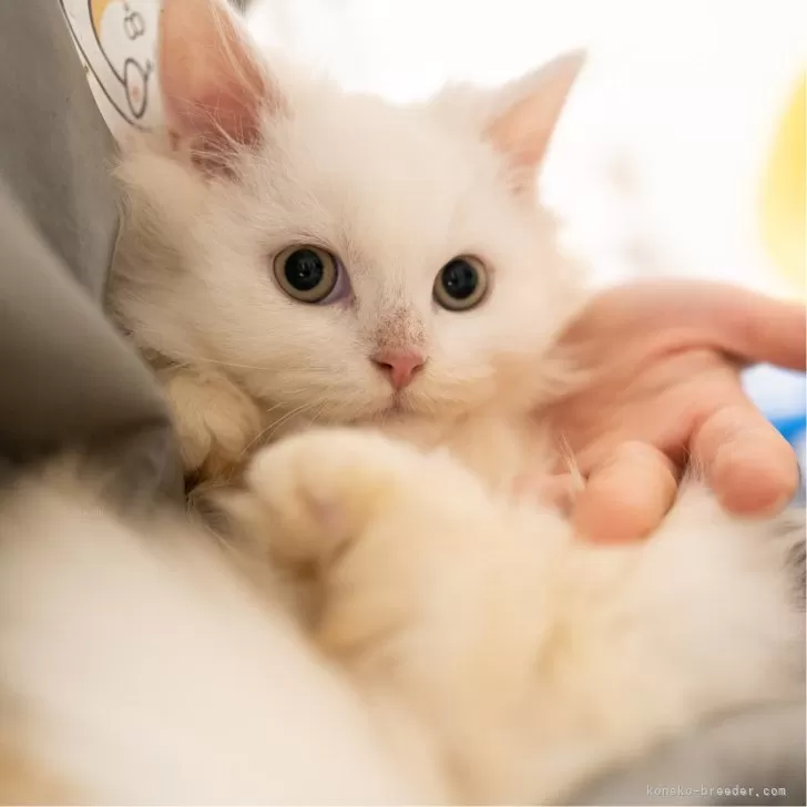 サイベリアンXブリティッシュショットヘア【大阪府・男の子・2025年9月1日・ホワイト】の写真1