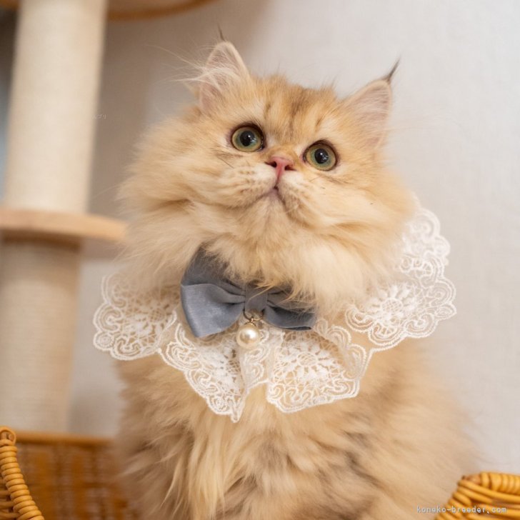 ブリーダー画像