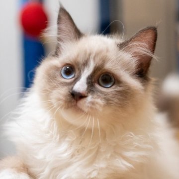 ラグドール【大阪府・女の子・2025年6月20日・シールポイントバイカラー】の写真「秋🍁キャンーペン中！人馴れの甘えん坊❤️」