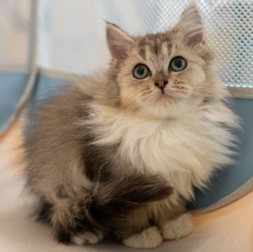 サイベリアンXブリティッシュショットヘア【大阪府・女の子・2025年9月1日・ブラウンタビー&ホワイト】の写真「穏やかで優しい猫ちゃん」