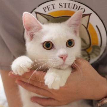 yukiemon 子猫図鑑ボタン付きダウンベスト 猫柄裏地 yukiemon 子猫図鑑ボタン付きダウンベスト 猫柄裏地 yukiemon