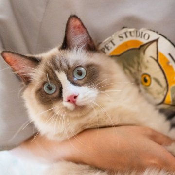 ラグドール【大阪府・男の子・2025年4月18日・シールポイントバイカラー】の写真「甘えん坊、癒し系の女の子🐾」