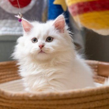 サイベリアンXブリティッシュショットヘア【大阪府・男の子・2025年9月1日・ホワイト】の写真「穏やかで優しい白猫ちゃん」