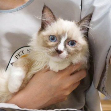 ラグドール【大阪府・女の子・2025年6月20日・シールポイントバイカラー】の写真「控えめで甘えん坊、癒し系の女の子🐾」