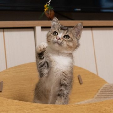 ブリティッシュショートヘア【大阪府・女の子・2025年8月26日・ブラウンタビー&ホワイト】の写真「穏やかで撫で撫で大好き」