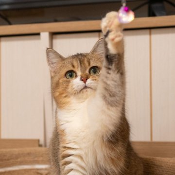 ブリティッシュショートヘア【大阪府・女の子・2025年5月8日・ゴールデンシェーデッド&ホワイト】の写真「白靴下×ほんわか癒し系女子」