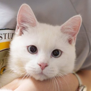 サイベリアン&ブリティッシュショットヘア【大阪府・男の子・2025年3月9日・ホワイト】の写真「手育ちの甘えん坊、純白ブルーの瞳」