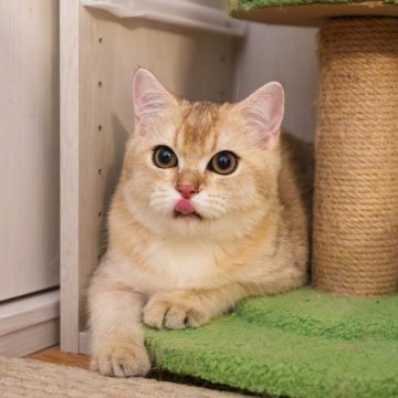 ブリティッシュショートヘア【大阪府・男の子・2025年5月8日・ゴールデンシェーデッド】の写真「好奇心満々、甘くて可愛い」