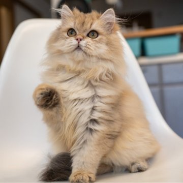 ブリティッシュショートヘア【大阪府・女の子・2025年5月8日・ゴールデンシェーデッド】の写真「性格も見た目も定着❤️理想の猫とすぐに暮らそう」