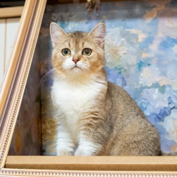 ブリティッシュショートヘア【大阪府・女の子・2025年5月8日・ゴールデンシェーデッド&ホワイト】の写真「白靴下×ほんわか癒し系女子」