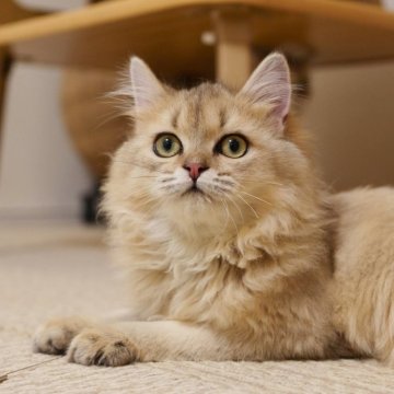 ブリティッシュショートヘア【大阪府・女の子・2025年5月8日・ゴールデンシェーデッド(ロング)】の写真「性格も見た目も定着❤️理想の猫とすぐに暮らそう」