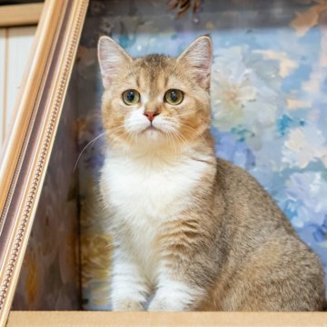 ブリティッシュショートヘア【大阪府・女の子・2025年5月10日・ゴールデンシェーデッド&ホワイト】の写真「白靴下×ほんわか癒し系女子」