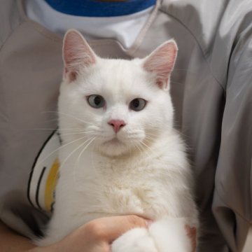 サイベリアン&ブリティッシュショットヘア【大阪府・男の子・2025年3月9日・ホワイト】の写真「手育ちの甘えん坊、純白ブルーの瞳」