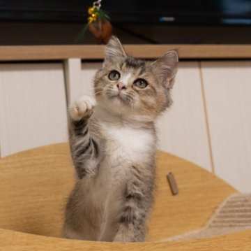 ブリティッシュショートヘア【大阪府・女の子・2025年8月26日・ブラウンタビー&ホワイト】の写真「穏やかで撫で撫で大好き」