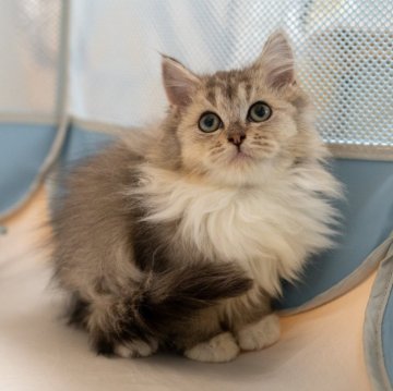 サイベリアンXブリティッシュショットヘア【大阪府・女の子・2025年9月1日・ブラウンタビー&ホワイト】の写真「穏やかで優しい猫ちゃん」