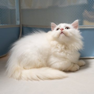 サイベリアンXブリティッシュショットヘア【大阪府・男の子・2025年9月1日・ホワイト】の写真「穏やかで優しい白猫ちゃん」