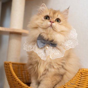 ブリティッシュショートヘア【大阪府・女の子・2025年5月8日・チンチラゴールデン(ロング)】の写真「性格も見た目も定着❤️理想の猫とすぐに暮らそう」