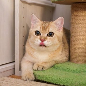 ブリティッシュショートヘア【大阪府・男の子・2025年5月8日・ゴールデンシェーデッド】の写真「性格も見た目も定着❤️理想の猫とすぐに暮らそう」