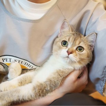 ブリティッシュショートヘア【大阪府・女の子・2025年5月10日・ゴールデンシェーデッド&ホワイト】の写真「白靴下×ほんわか癒し系女子」