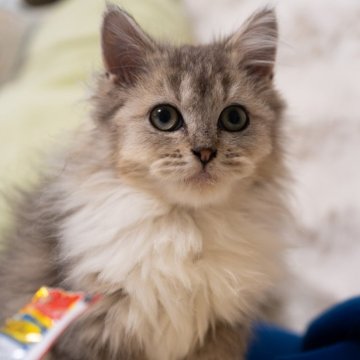 サイベリアンXブリティッシュショットヘア【大阪府・女の子・2025年9月1日・ブラウンタビー&ホワイト】の写真「穏やかで優しい猫ちゃん」