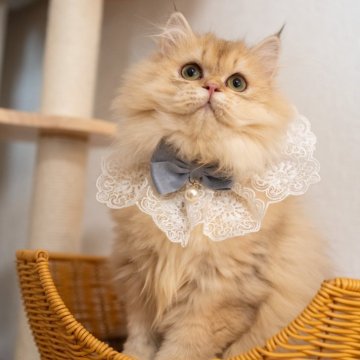 ブリティッシュショートヘア【大阪府・女の子・2025年5月8日・チンチラゴールデン(ロング)】の写真「性格も見た目も定着❤️理想の猫とすぐに暮らそう」